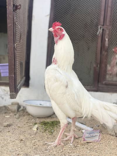 Aseel paper white male