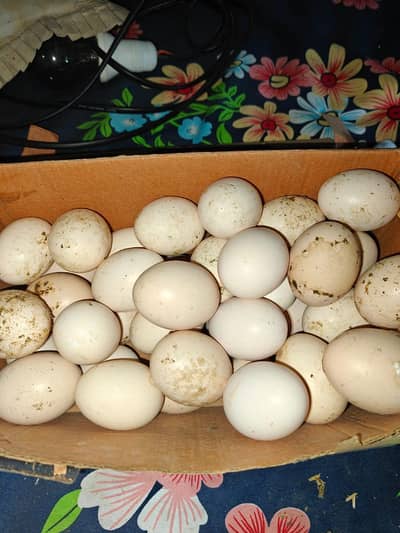 Aseel or lohman browan k agges for salle