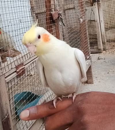 Cocktail chicks for hand tame