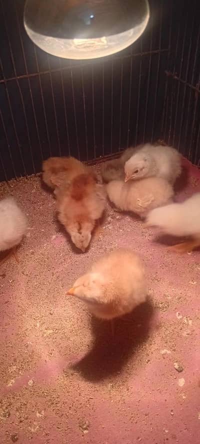 Loman brownn 1 Week Old chicks