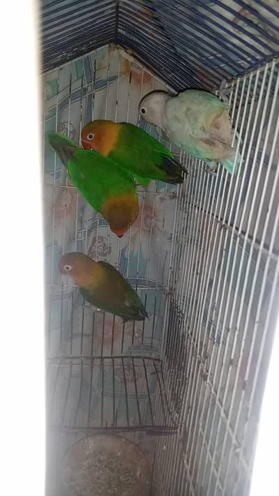 love birds ghazi road lahore