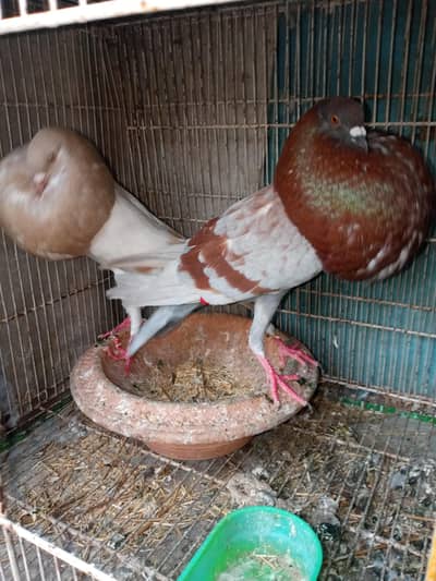 Norwegian Cropper Pigeon Pair - Lay Eggs Every Month!