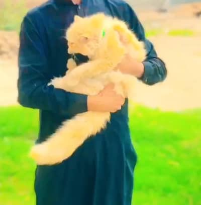 Very long and tripple coated cat num. 03287672083