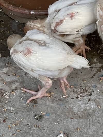 Heera chicks good quality chicks proper vaccination hoi wi h