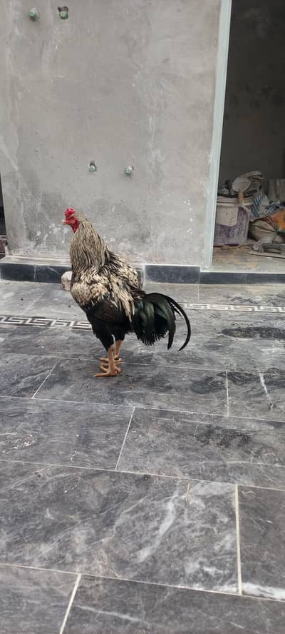 Aseel pair & Australian tcb pair for sale khubsurat pairs Hain