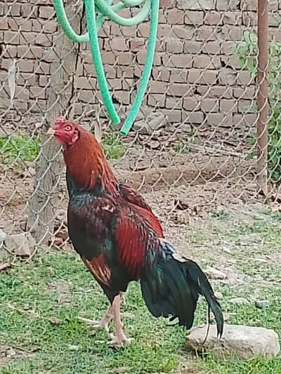 aseel murga far seel