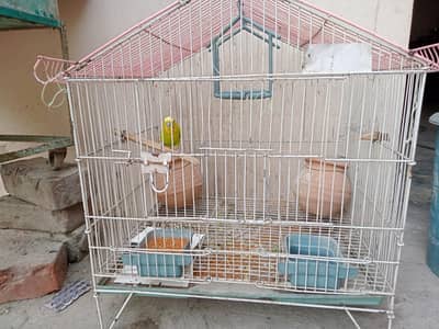 Budgie with cage