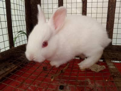 Newzealand white, red eyes