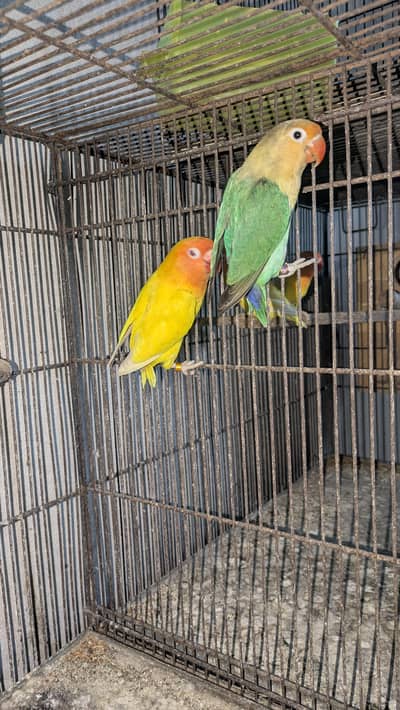 2 breeder pairs Love birds                       4 piece Java finches