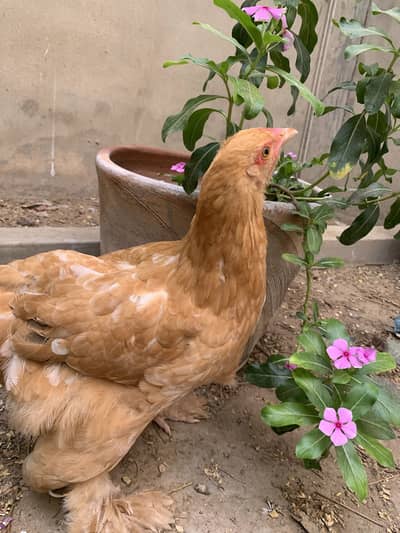 Light columbian Brahma