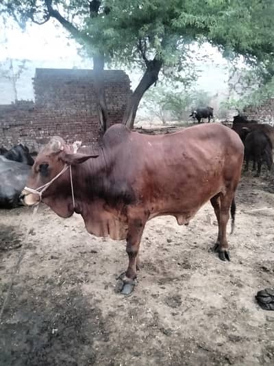 qurbani k Lia dondha bhatreen wacha