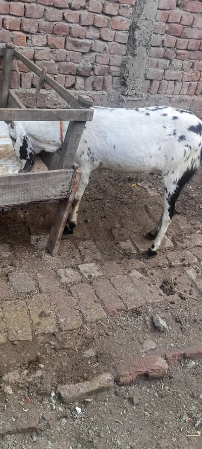 hight 31  what app num 03236501245 pa rabta kary