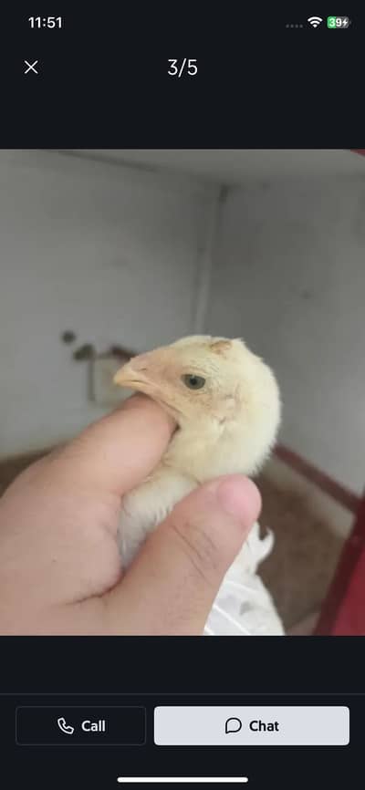 I am selling my swing neck shamo jis ko samaj ho Wo hi rabta kare