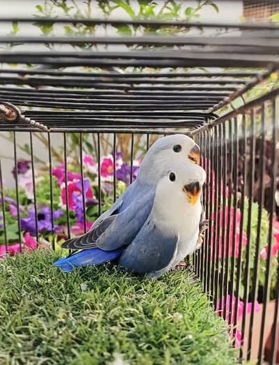 Blue colour love birds