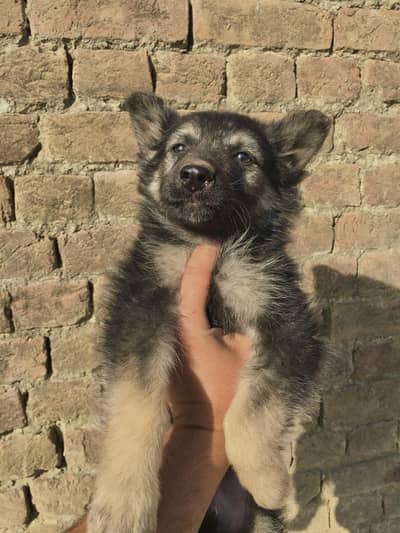 Male available location gujarkhan