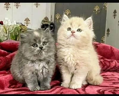 Persian kittens triple coat pair for sale contact whatsap 03224986210