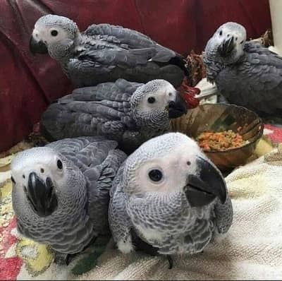 African grey parrot 5 month age contact number 03361120109