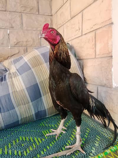 aseel murga far seel