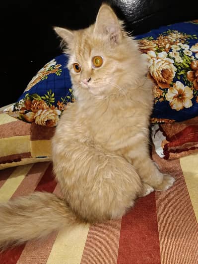 beautiful persion cat