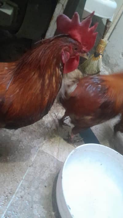 6 hens for sale 5 male 1 female hai desi hai 15000