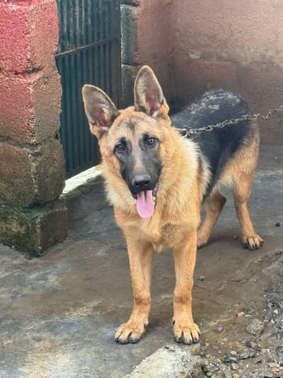 german shepherd female vaccinated age 1.5 year
