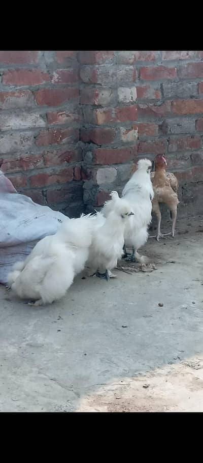 silki hens 1male 2female helthy and active