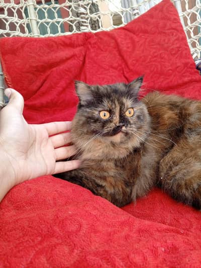 Persian pair triple coated available for sale