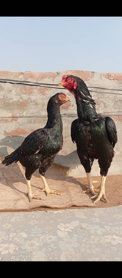 aseel lasani quality chiks