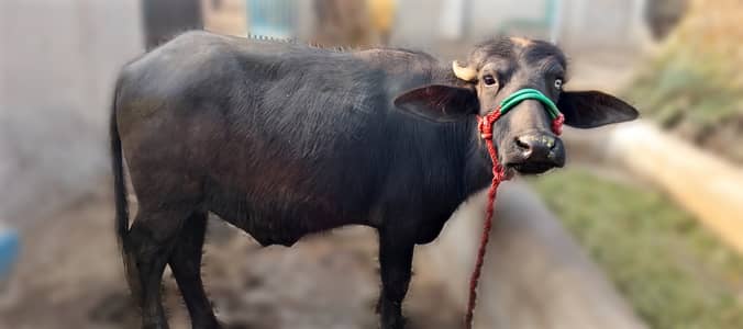 Pure Nili-Ravi Buffalo Buffalo for Sale