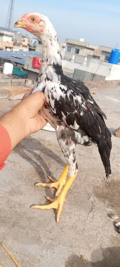 Shamo Aseel Chicks Murga Murgi Japanese & German & Lasani 03098573144