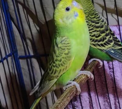 green pair available 03076454172