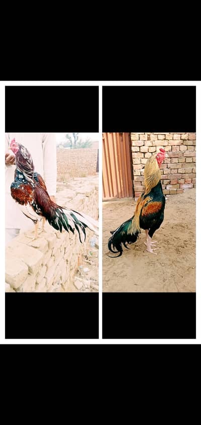 Jawa or cheena pttha for sale