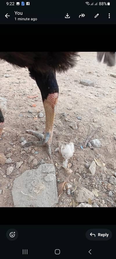 Pakoya+Thai . price 9k final