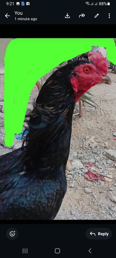 Thai Cross . price 9k final