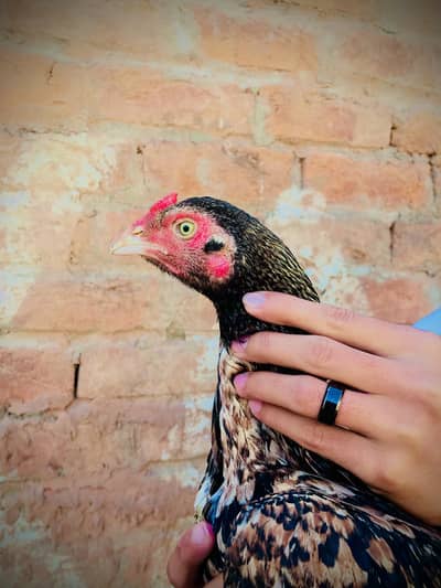 3 murghiyaan  aur ik murgha for saill