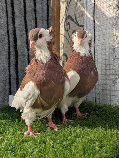 frnch modina breeder pair 03191079455 what's app