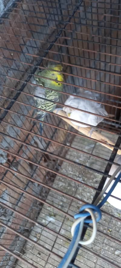 hogoromo full breeder male available