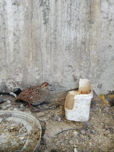 partridge/ teetar pair