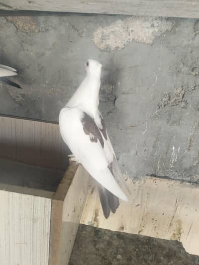 differents piegon for sale