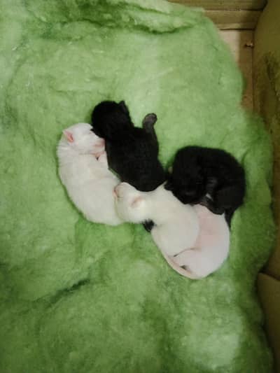 Lost cat + 5 kittens only 3 days