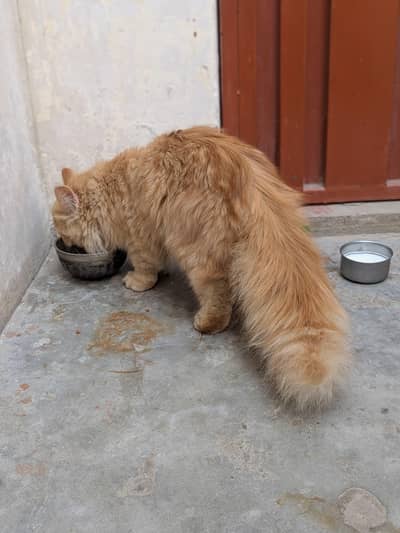 Persian male cat
