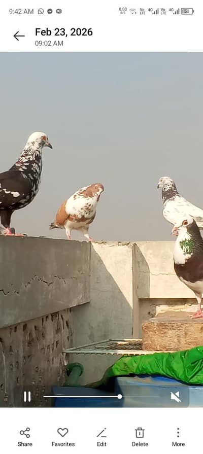 30kabutar hey lahde hue  vio