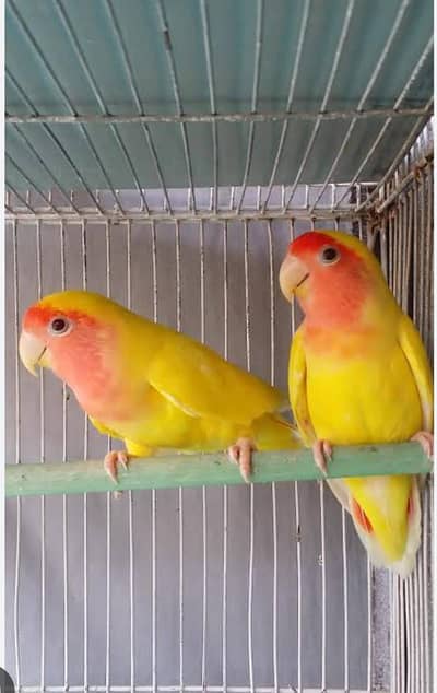 Lovebird
