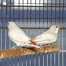 2  Silver Dimond firtail Finch Orange Tail and orange to Red Tail pair