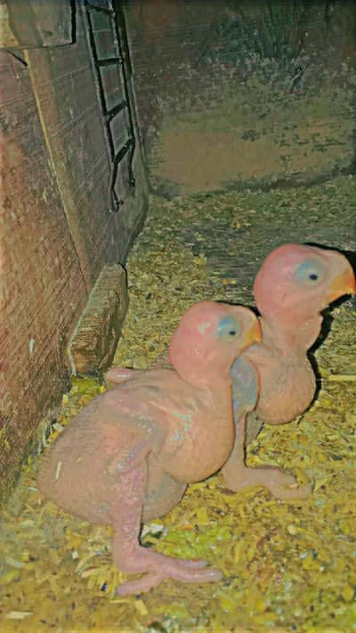 Green parrot/Bolny/Raw/Gani/ wla/Kashmiri/Chicks handTam Read Add
