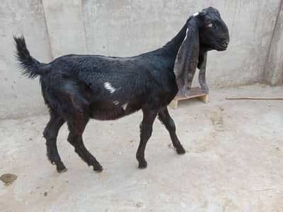 2 male kid exceptional blood line