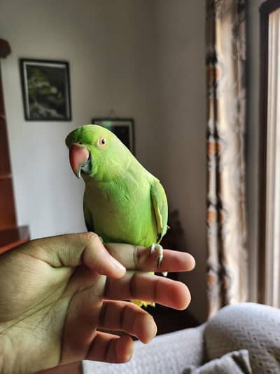 hand tame talking female