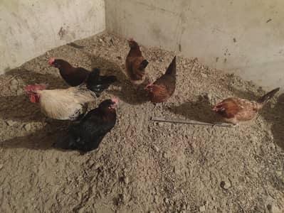 golden misri egg laying