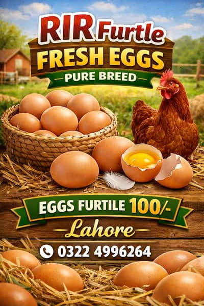 RIR Chciks & Furtile Eggs