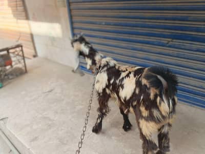 ماشااللہ خوبصورت نر بکرا سیل کے لئے